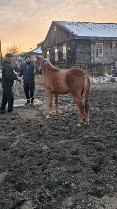Продам жеребцов 1.5