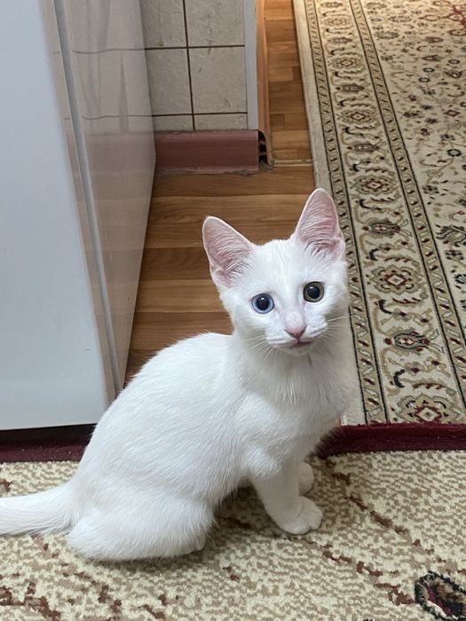 Котенок отдам даром