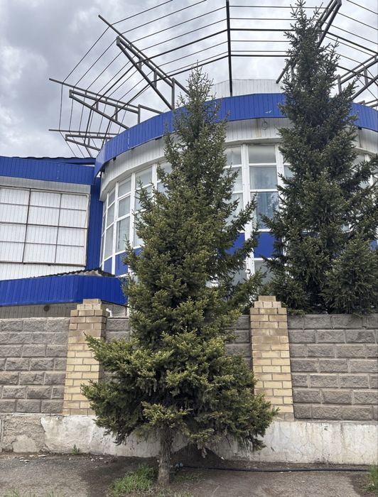 Професиональный массаж