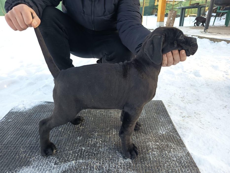 Vând câini Cane Corso, au 3 luni , 350 euro negociabil