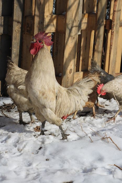 Породистые петухи