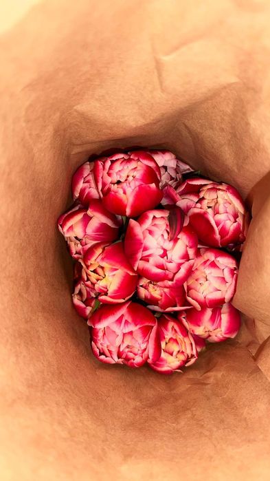 Тюльпаны голландские высокие