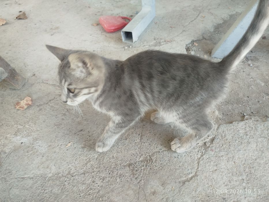 домашние котёнка