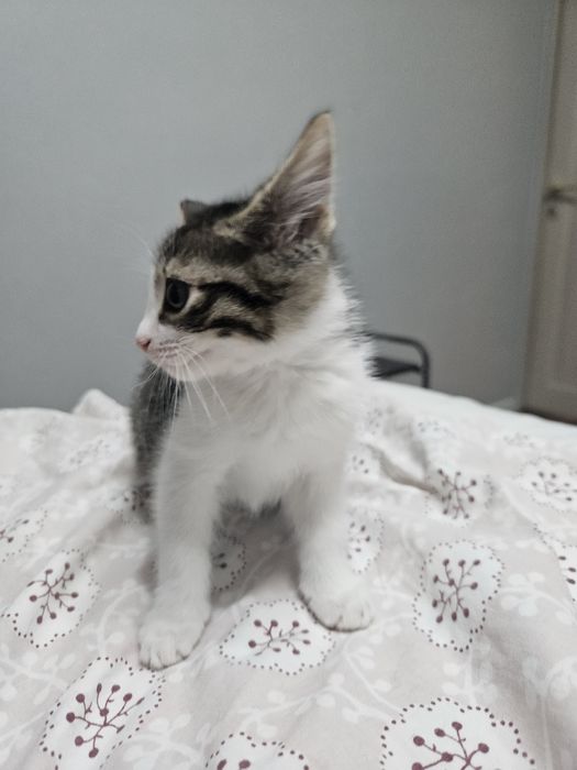 Котёнок девочка в добрые руки