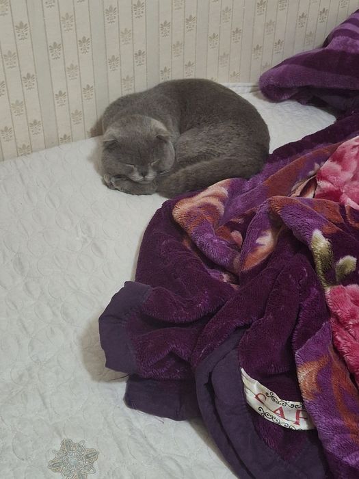 Продаётся кот Scottish Fold