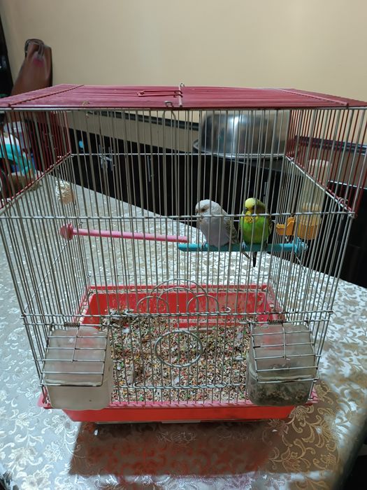 Попугай волнистый (Тутикушлар) сотилади.