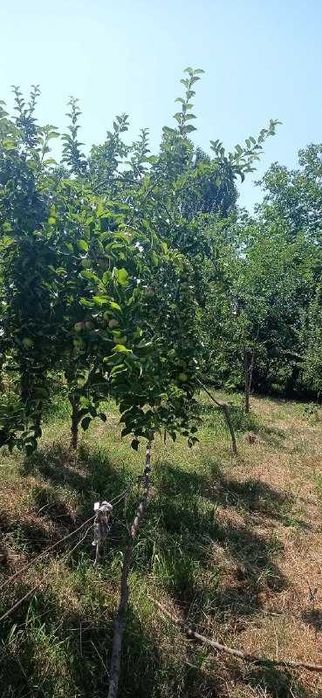 Срочно продается 30 соток земля в хорошим месте