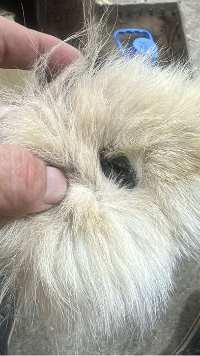 Питля волчицы оригинал