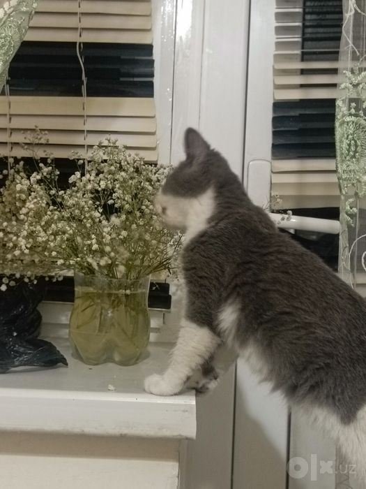 Mushuk sotiladi zotli