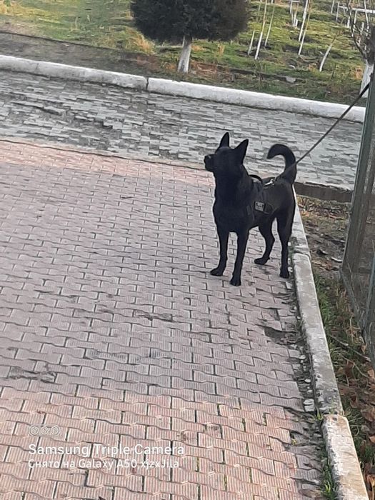 Sharqiy Yevropa ovcharkasi