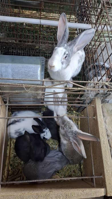 Куён quyon куен сотилади