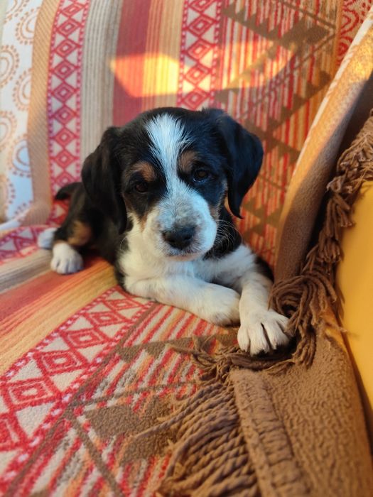 Красиво кученце бретон шпаньол