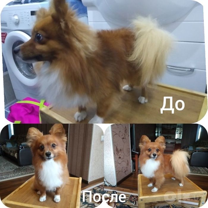Стрижка собак с выездом