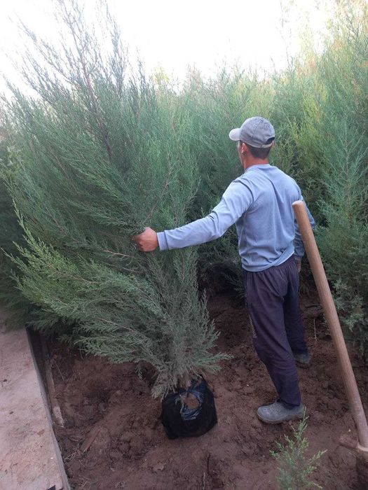 Можжевельник кучатлари сотилади срочно