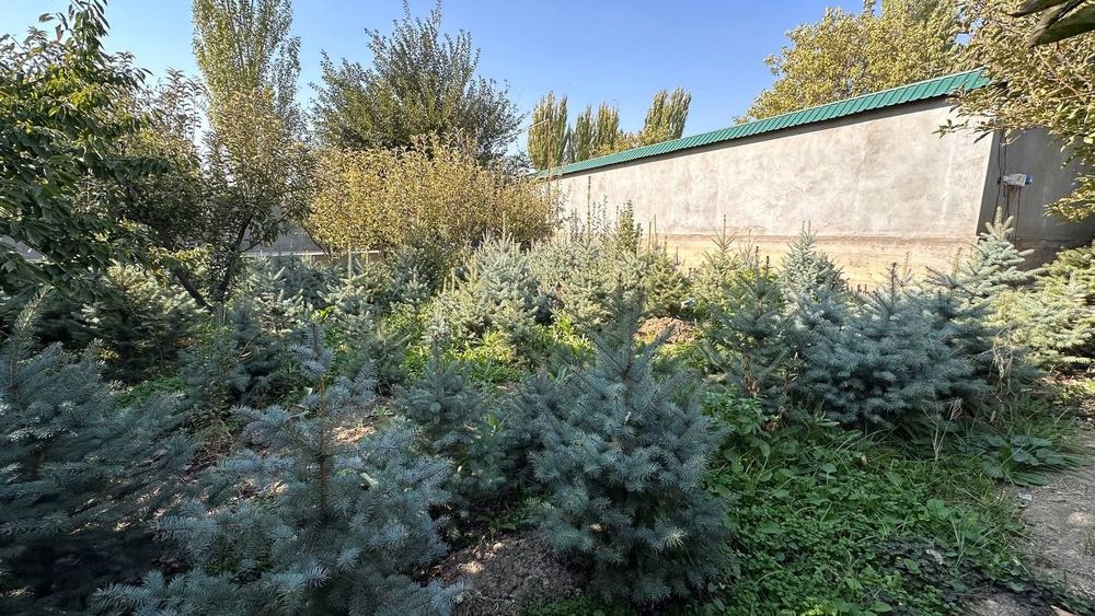 Галубой ель кримский.Galuboy el krimskiy