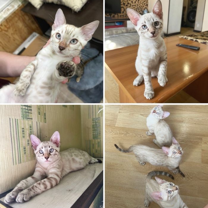 Котята Бенгальские