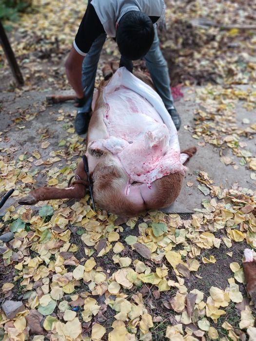 Qassob xismati Kassob servis