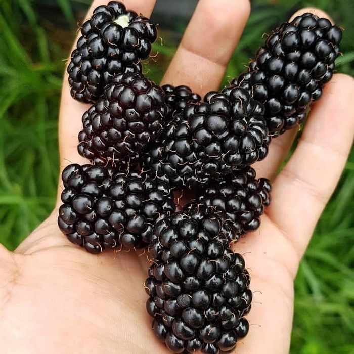 Mur rubus fruticosus thornfree ghiveci