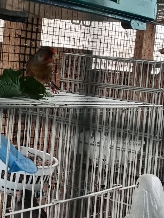 Hibrid cu canari