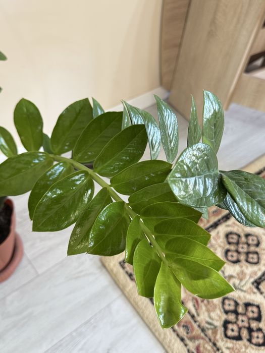 Замиокулькас