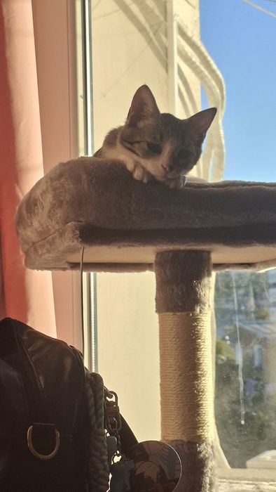 Безплатно мъжко коте на 3 месеца