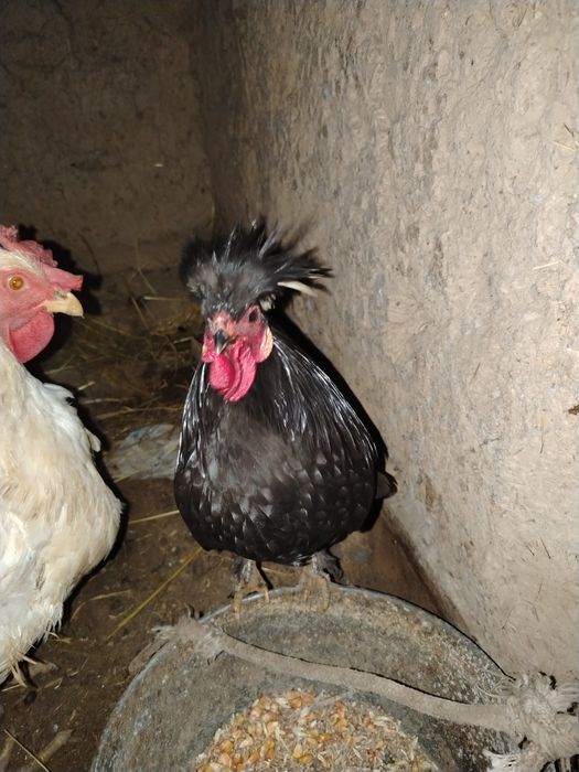 Галанкалар сотилади