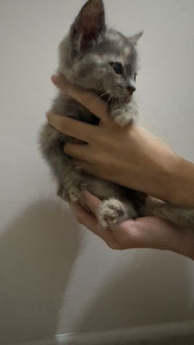 Кошка британская метиска