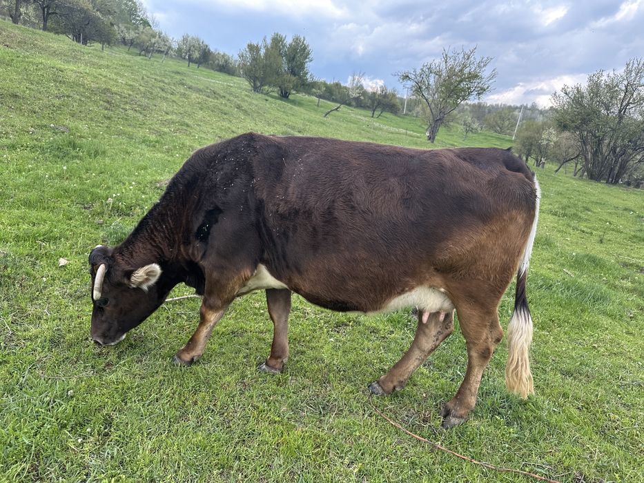 De vanzare ………..