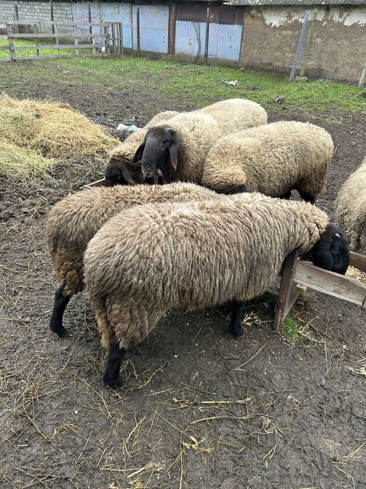 Berbec Carabas Sarbesc de vanzare