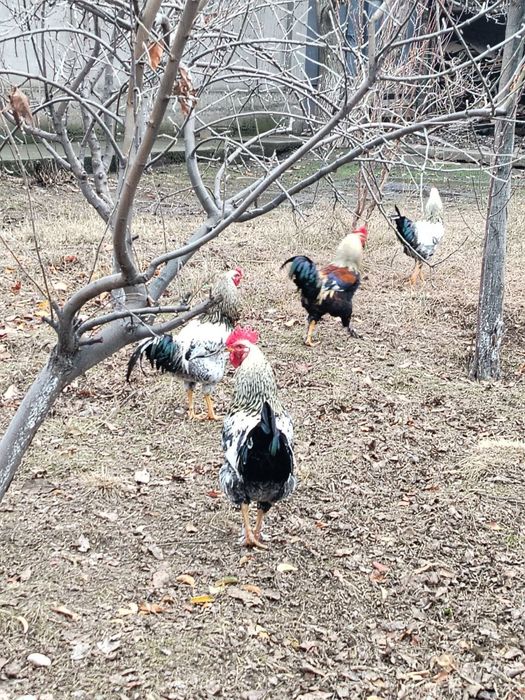 Xoroz 6 oylik Дамашний