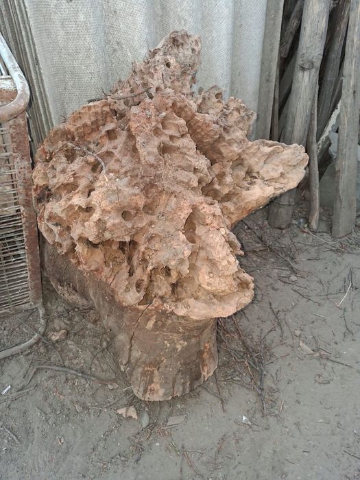 Дрова орех бесплатно