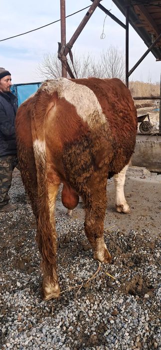 Шу суратдаги бука