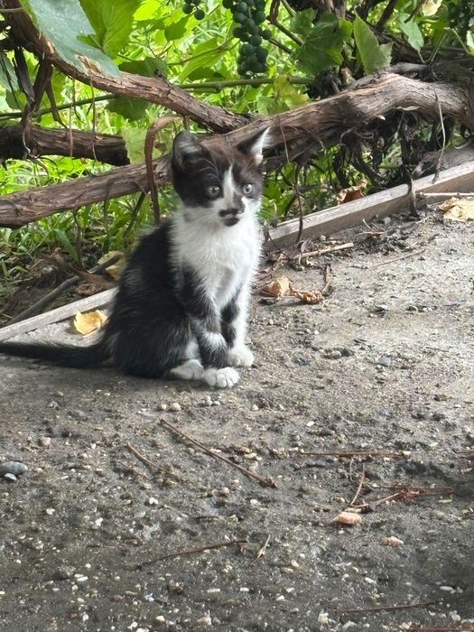 Отдам котят бесплатно