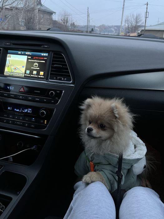 Померанский шпиц