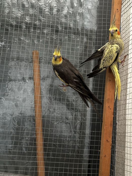 karella para tuxum qoyadi