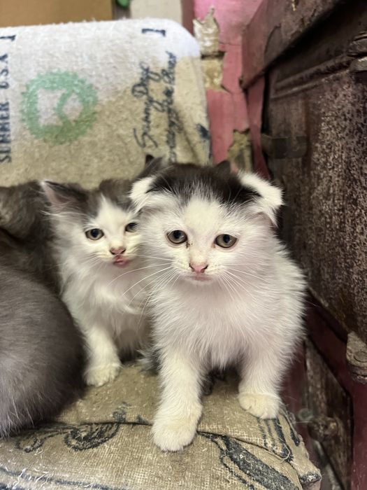 Отдам котят в добрые руки