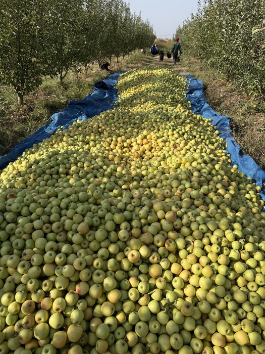 Продается сад яблоневый срочно в тургене