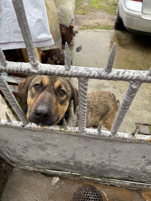 Фейк малиноа на 5 месеца с 3 месечно обучение