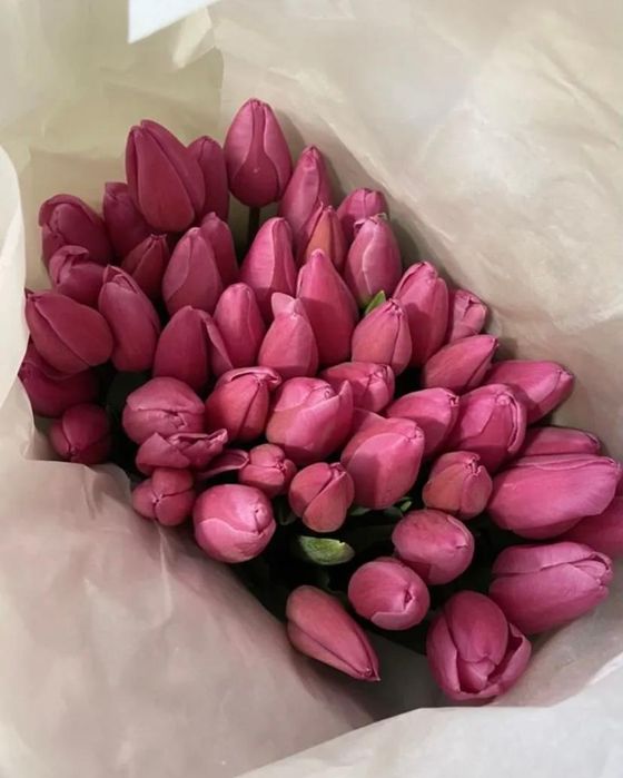 Тюльпаны оптом , в розницу