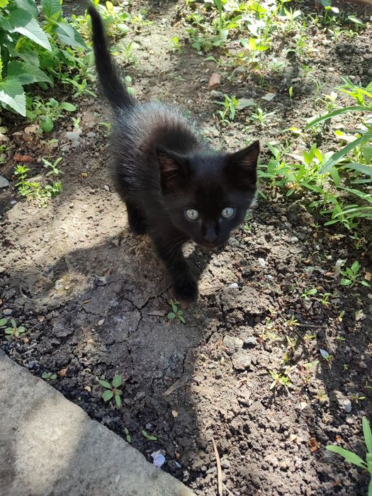 Котенок домашний