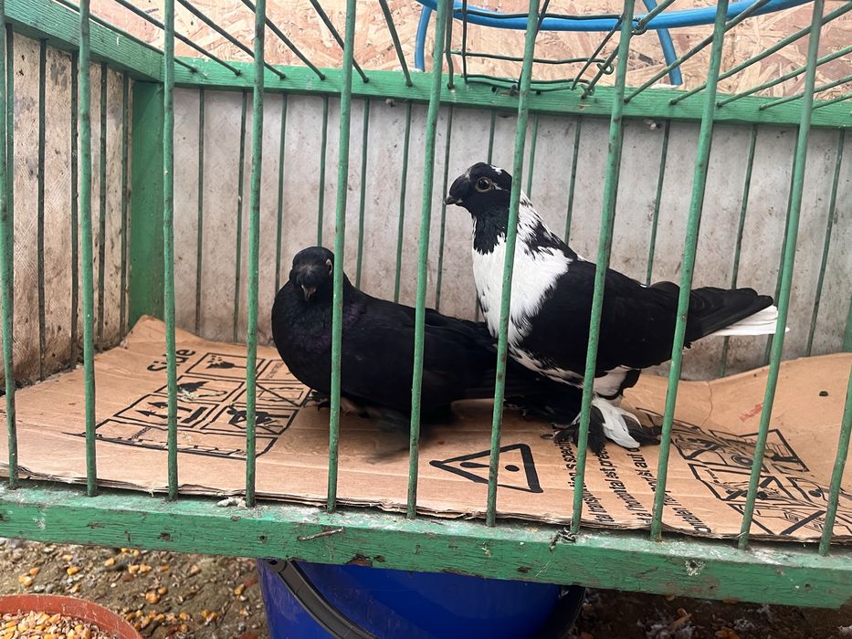 Porumbei jucatori de botosani