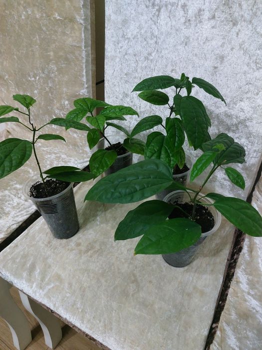 Комнатные растения