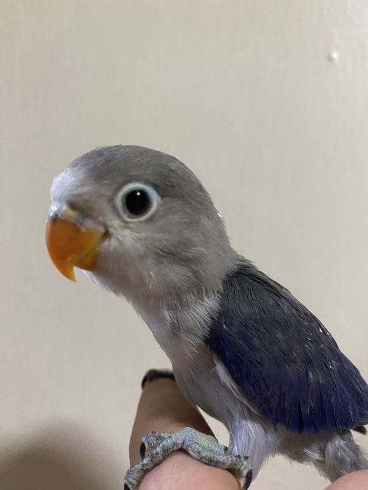 Ruchnoy popugay nerazluchnik sotiladi