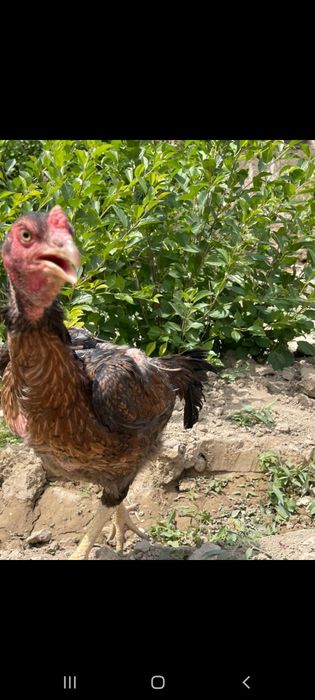 Дакен тауык сатылады тез арада