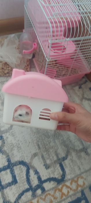 Продаётся хомяк.