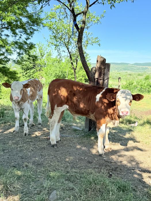 Vand vitea si un taur