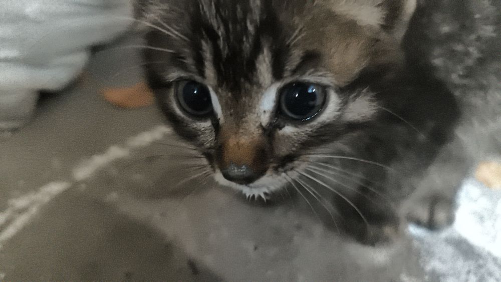 отдам котенка в хорошие руки