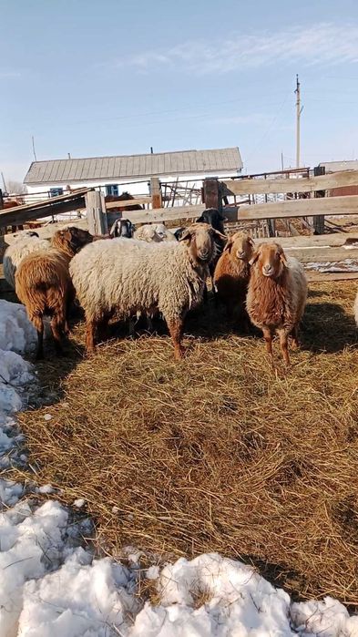 Продам жирного кошкара