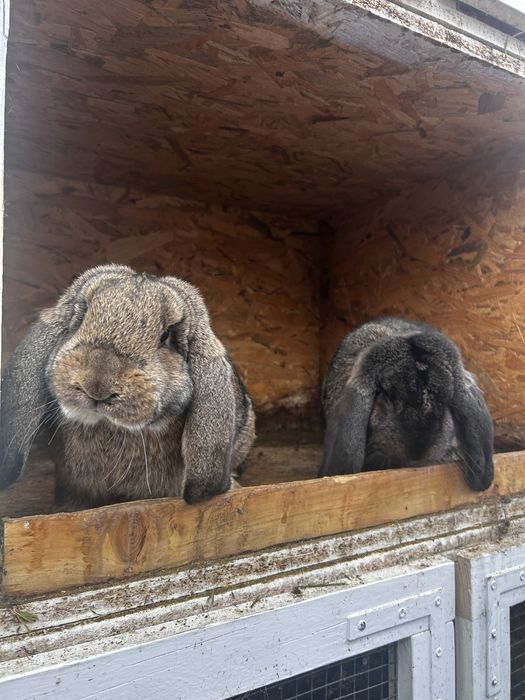 Iepuri berbec german