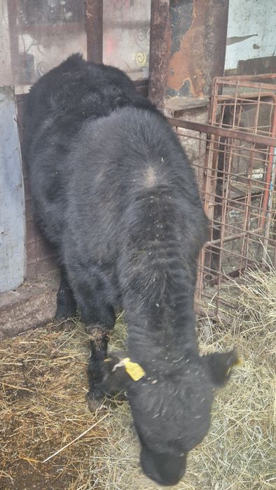 Tauras angus 350 kg vand sau schimb cu baltat